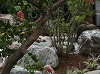 和風庭園施工後：石のある庭-7